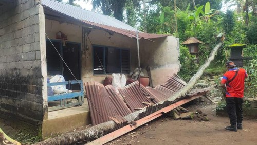 Pohon kelapa yang tumbang menimpa rumah warga di Desa Tenganan, Kecamatan Manggis, Kabupaten Karangasem, Bali, Selasa (22/11/2022).