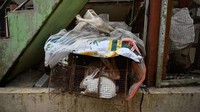 Selain kucing, ada pula kelinci dalam kandang terlihat di rumah yang rusak akibat gempa.  