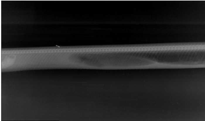 Proses pencernaan aligator dalam ular piton, dipindai dengan sinar X