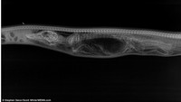 Seorang ahli biologi di University of Alabama mengambil gambar sinar-X mulai hari pertama hingga ketujuh untuk melihat proses pencernaan ular piton yang memakan aligator bulat-bulat, seperti dilansir dari Daily Mail pada 2015 lalu. (Foto:Stephen Secor/Scott White/WENN.com via Daily Mail)