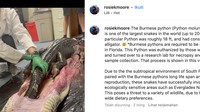 Ular piton Burma atau sanca bodo yang ditemukan di Florida ini memiliki panjang 5,4 meter dan aligator yang ditelannya bulat-bulat memiliki panjang 1,5 meter. (Foto: Repro Instagram @rosiekmoore)