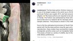 Potret Ular Piton Memangsa Aligator-Buaya Bulat-bulat