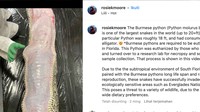 Ilmuwan Roosie Moore dalam akun IG-nya @roosiekmoore, Roosie menjelaskan bahwa ular itu sudah disuntik mati oleh yang menemukannya, lalu kemudian dikirim ke lab riset untuk dilakukan penelitian. (Foto:Repro Instagram @rosiekmoore)