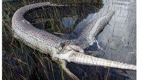 Masih di Florida AS, pada tahun 2005 lalu, ditemukan kasus ular piton Burma meledak hingga tewas karena menelan aligator bulat-bulat. Diduga karena ukuran aligator terlalu besar atau bagian tubuh aligator itu merobek arteri ular. (Foto:AP via BBC)