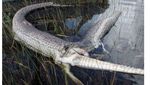 Potret Ular Piton Memangsa Aligator-Buaya Bulat-bulat