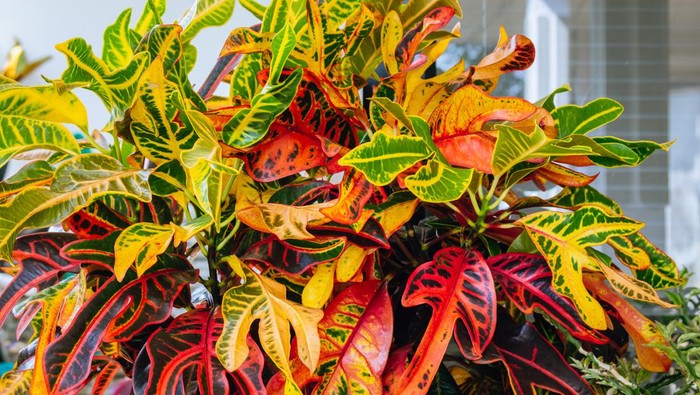 Close-up of Codiaeum Variegatum or Puring at home as decoration. Easy to care for ornamental plants