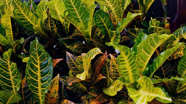 Puring Flower: Gardening Plants with yellow leaf.