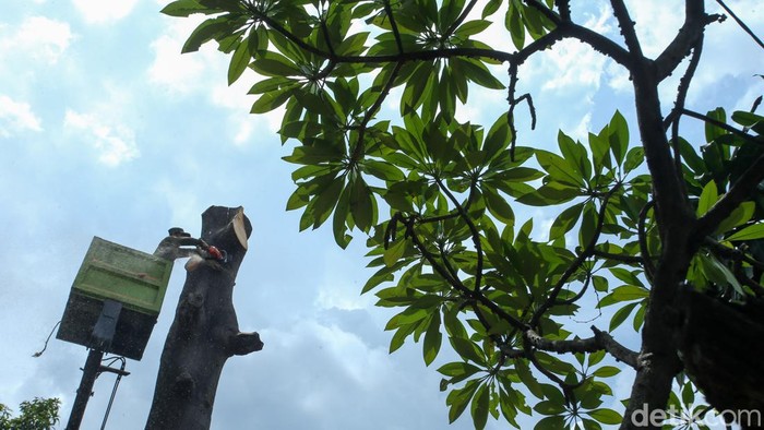 Cegah Tumbang, Pohon Setinggi 18 Meter Ditebas Pohon setinggi 18 meter di Mampang Prapatan, kini ditebang. Hal itu dilakukan untuk mencegah terjadinya tumbang saat musim hujan.