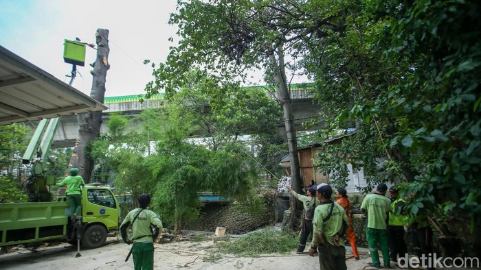 Pohon setinggi 18 meter di Mampang Prapatan, kini ditebang. Hal itu dilakukan untuk mencegah terjadinya tumbang saat musim hujan.