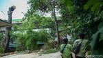 Antisipasi Tumbang, Petugas Tebang Pohon Setinggi 18 Meter di Mampang