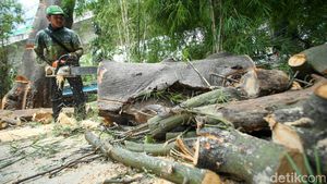 Antisipasi Tumbang, Petugas Tebang Pohon Setinggi 18 Meter di Mampang