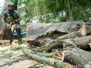 Antisipasi Tumbang, Petugas Tebang Pohon Setinggi 18 Meter di Mampang