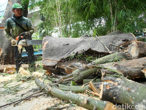 Antisipasi Tumbang, Petugas Tebang Pohon Setinggi 18 Meter di Mampang