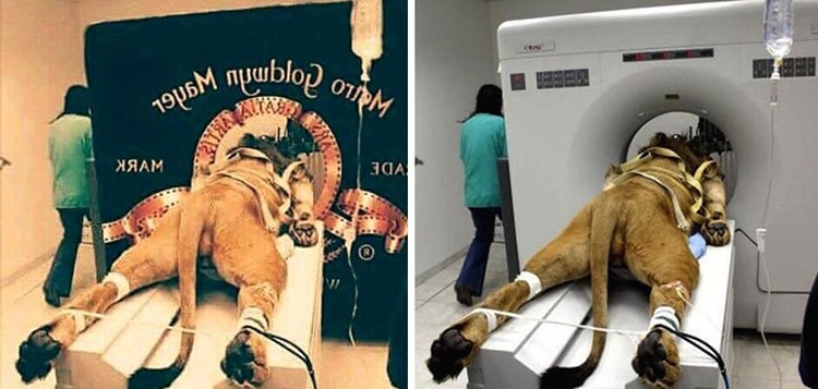 Foto hoax yang diyakini asli Foto hoax yang diyakini asli