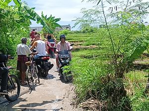 Bule Bali Sering Nyemplung Sawah gegara Naik Motor Lewat Jalan Tikus