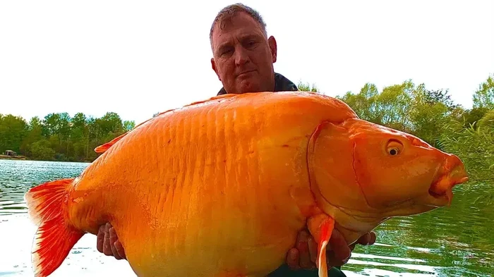 Ikan mas raksasa