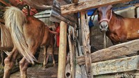 Ia menyatakan setiap kuda memerlukan pakan rumput hingga Rp 50.000 perhari. Itu belum termasuk makanan tambahan seperti dedak.