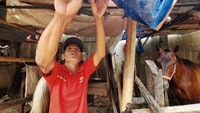 Perawatan yang tak murah membuat Idul dan sejumlah pemilik kuda memutar otak untuk meminimalisir pengeluaran seperti mencari rumput sendiri dari tanah kosong di kawasan Kebon Jeruk. Terdapat 11 ekor kuda yang berada di pangkalan tersebut.