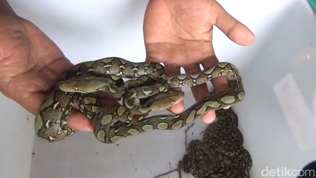 Penemuan 23 anak ular piton di Trenggalek