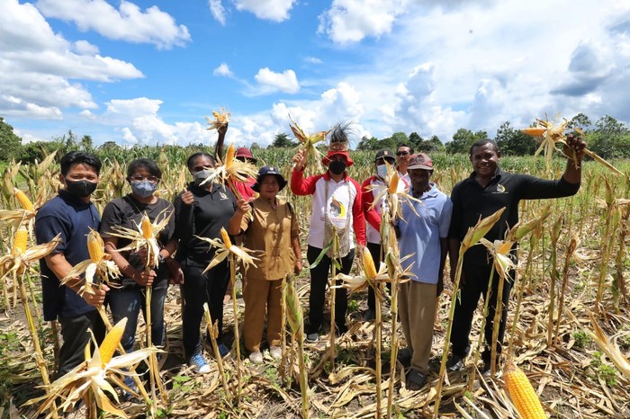 Petani binaan Papua Muda Inspiratif (PMI) melakukan panen jagung di Kampung Yakasib, Distrik Namblong, Kabupaten Jayapura, Provinsi Papua. Jagung yang dipanen seluas 10 hektare dan menghasilkan 8 sampai 10 ton jagung per hektarenya.
