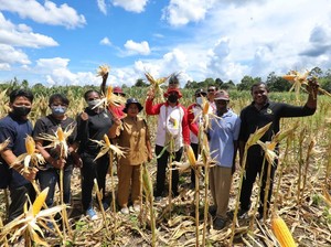 Papua Muda Inspiratif Panen Jagung Puluhan Ton di Lahan 10 Hektare