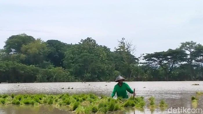 Petani di Desa Balak, Kecamatan Cawas mengecek lahannya beberapa hari lalu. Foto diunggah Rabu (23/11/2022).