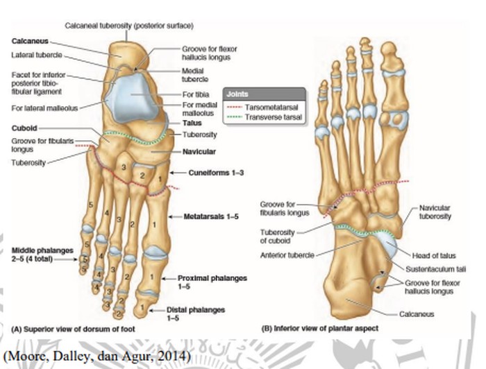 Ilustrasi tulang jari kaki.