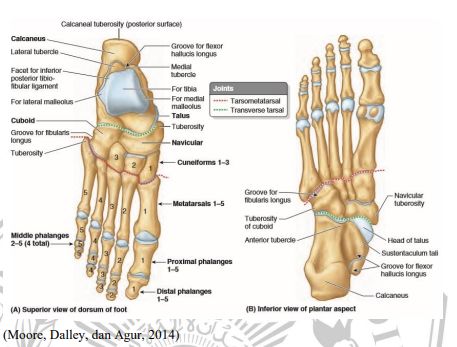 Tulang Pergelangan Kaki Berjumlah Fungsi Tulang Jari Kaki dan Masalah Kesehatannya