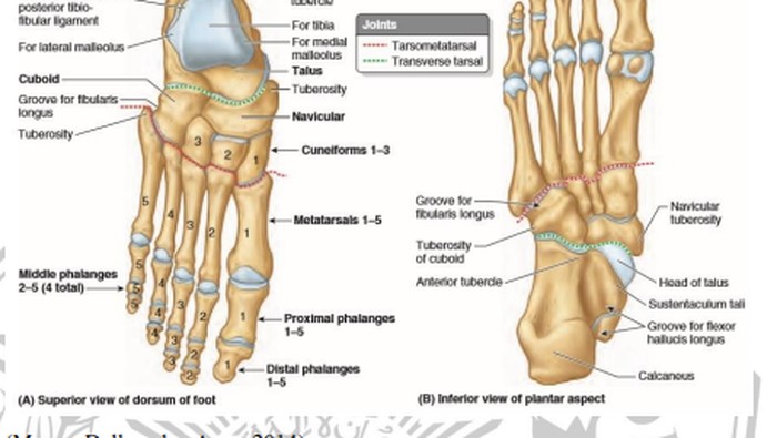 Ilustrasi tulang jari kaki.