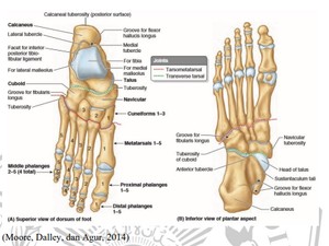Fungsi Tulang Jari Kaki Berdasarkan Struktur Bagiannya