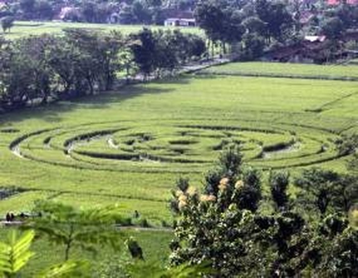 Crop Circle di Berbah, Sleman di tahun 2011.