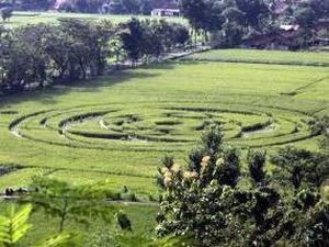 Crop Circle Pernah Heboh, Kok Sekarang Hilang Begitu Saja?