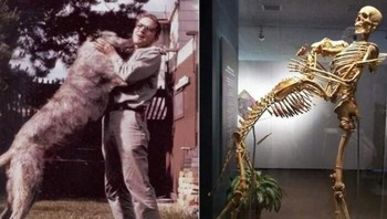 Grover Krantz adalah seorang antropolog yang menyumbangkan tubuhnya ke Museum Smithsonian Untuk Menunjukkan bagaimana kerangka bisa menjadi alat pendidikan. Foto: Historyfeels via Boredpanda  
