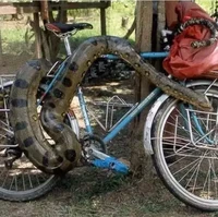 Mungkin yang punya sepedanya pawang ular. Masih berani nyolong kalau lihat yang jaga kayak gini? Baru lihat dari jauh saja sudah takut gemetaran apalagi kalau harus mendekat. Foto: acidcow.com