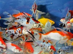 Apakah Ikan Bisa Berkedip?