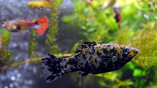 Potret ikan hias molly.