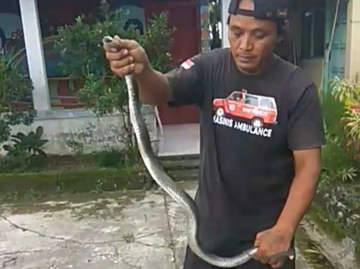 Kobra yang ditemukan di Balai Desa Baran, Kecamatan Cawas, Klaten, Kamis (24/11/2022).
