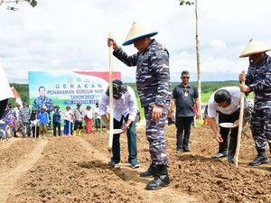 KSAL dan Warga Lebak Banten Tanam Sorgum di Lahan 50 Hektare