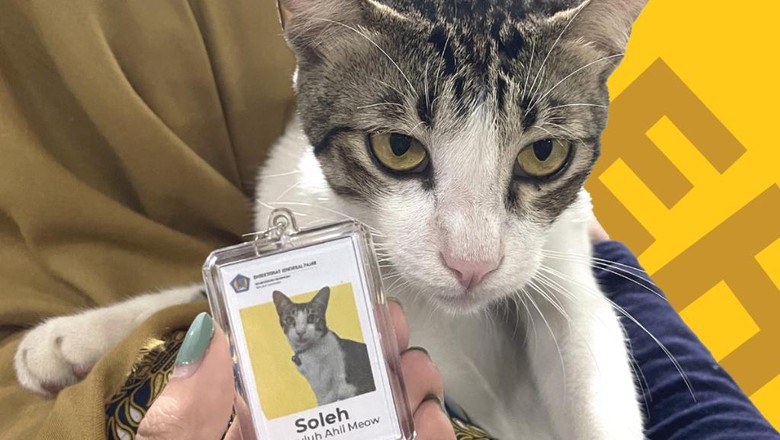 Kucing bernama Soleh jadi pegawai Ditjen Pajak (dok. Twitter @DitjenPajakRI) Kucing bernama Soleh jadi pegawai Ditjen Pajak (dok. Twitter @DitjenPajakRI)