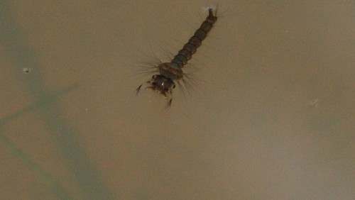 Ilustrasi makanan ikan cupang.