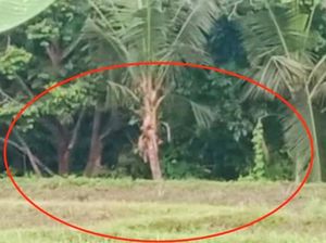 Monyet Serang Lahan Pertanian Banyuwangi gegara Stok Makanan di Hutan Kurang