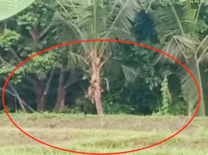 monyet serang lahan pertanian di banyuwangi