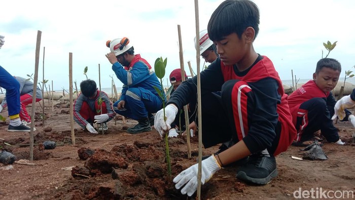 Pelajar dan stakeholder menanam pohon mangrove di Pantai Rembat Indramayu.