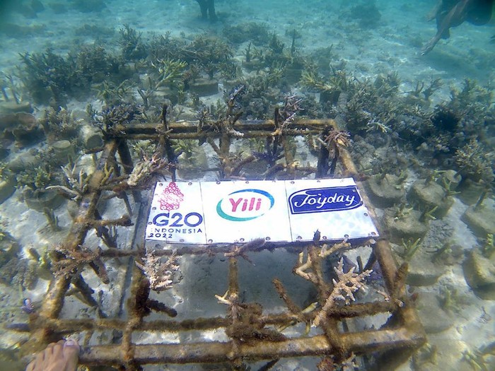 Yili Indonesia mendukung konservasi terumbu karang di Pulau Komodo.