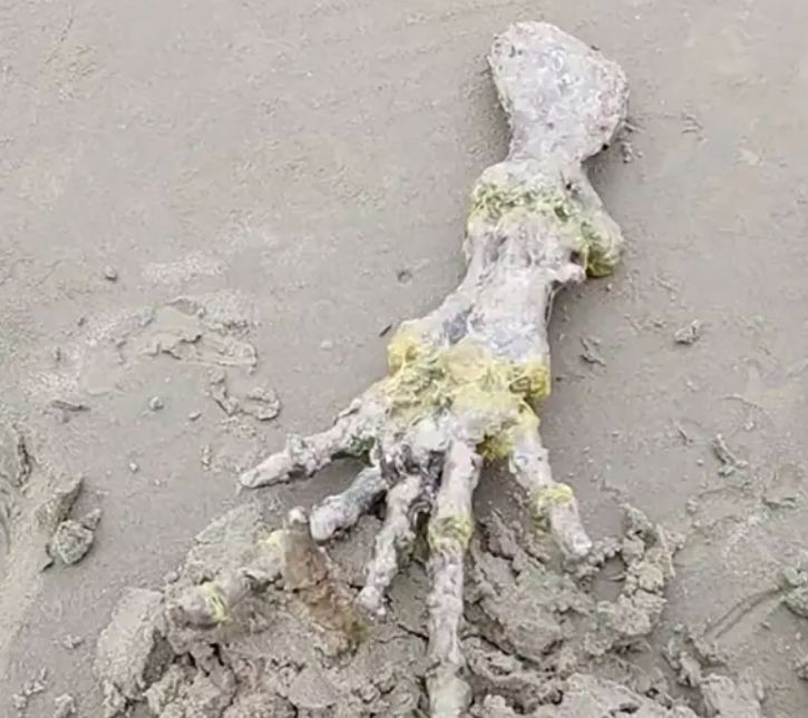 Alien