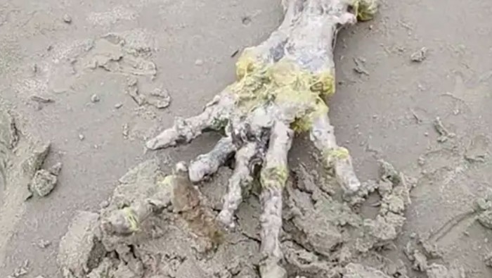 Alien