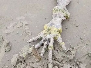 Geger! Temuan Tulang Tangan di Pantai Brasil yang Disebut Alien
