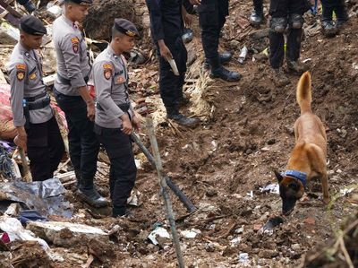 Anjing Pelacak Dikerahkan untuk Cari Korban Gempa Cianjur