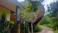 Batu raksasa Cianjur itu juga tidak bergeser saat terjadi gempa 7,3 SR pada 2009.