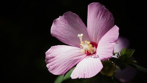 Ilustrasi bunga sepatu